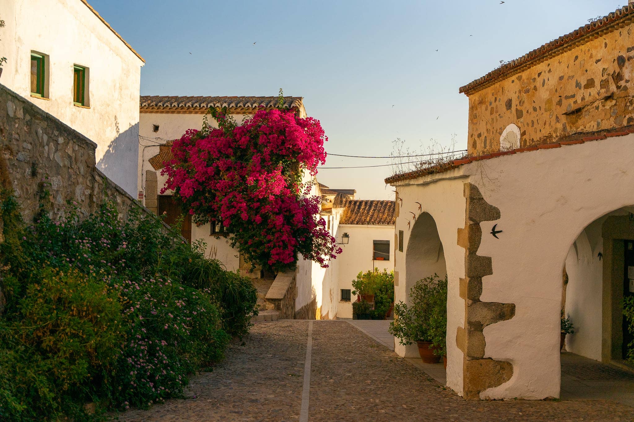 A whitewashed lane in Caceres with magenta bougainvillea spilling over a stone wall, terracotta pots and an arched doorway in the sunlight.