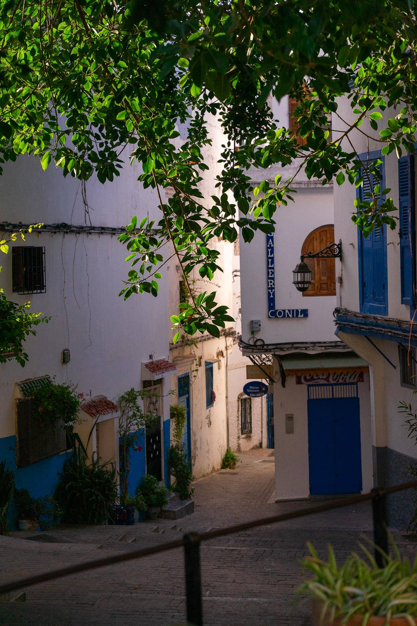 A stepped lane in the kasbah of Tangier: whitewashed walls with cobalt-blue doors and window frames, potted plants, and a fig tree overhanging from above.