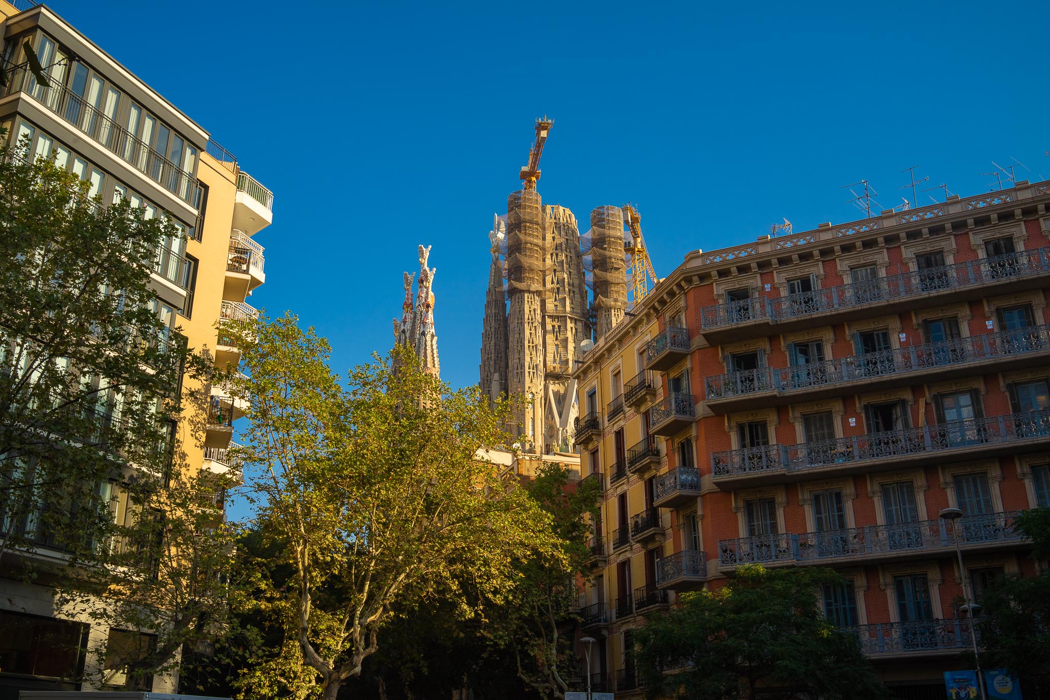 Looking up an Eixample street in Barcelona between ordinary apartment blocks with wrought-iron balconies and green shutters, a plane tree in leaf on the left, and the stone towers of the Sagrada Família under construction cranes rising above the rooftops against a deep blue sky.