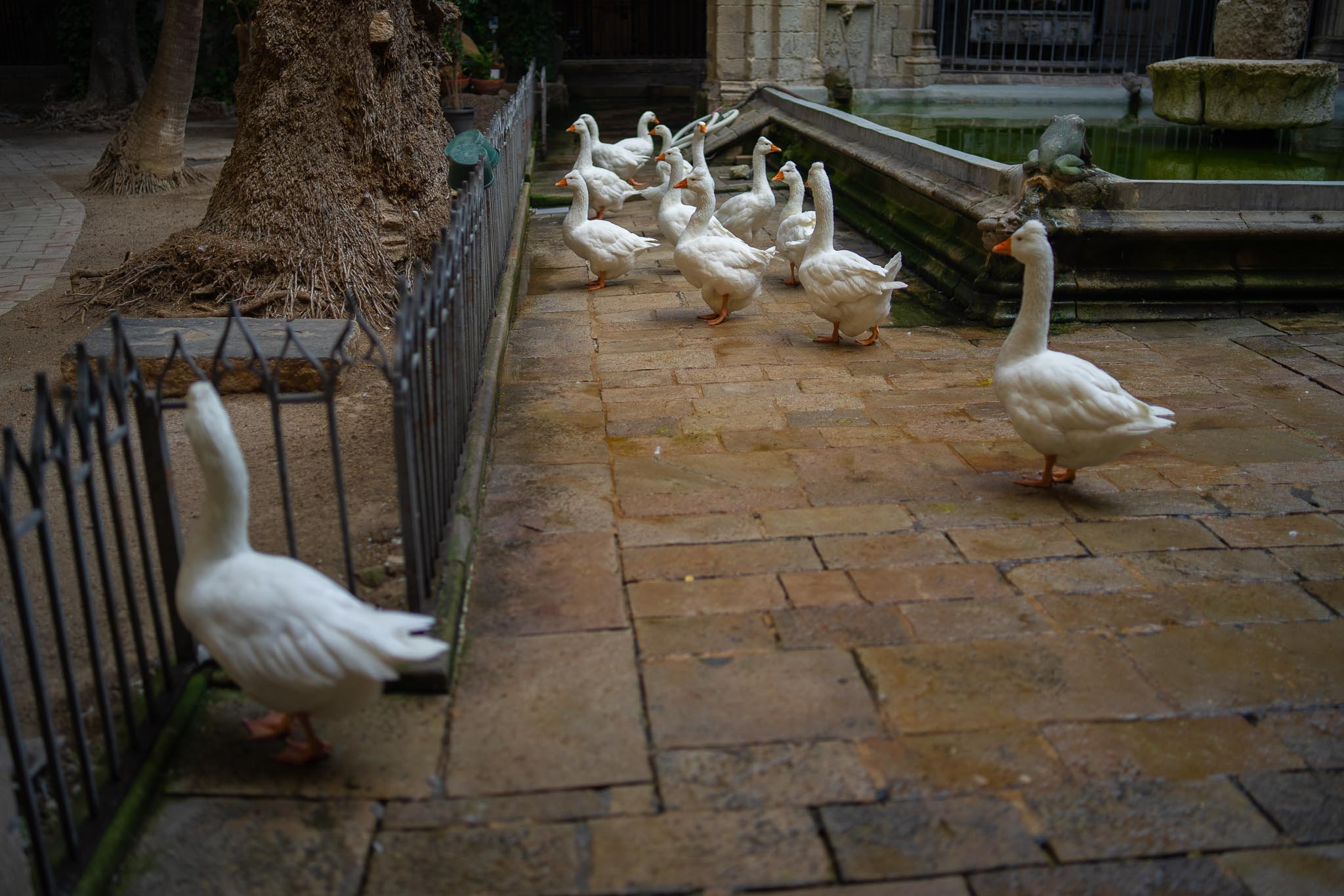 A dozen white geese standing on worn stone paving in the cloister of Barcelona Cathedral, several grouped beside a mossy green fountain basin and one alone in the foreground beside a low iron railing, with a palm trunk, a Gothic arcade and an iron grille behind.