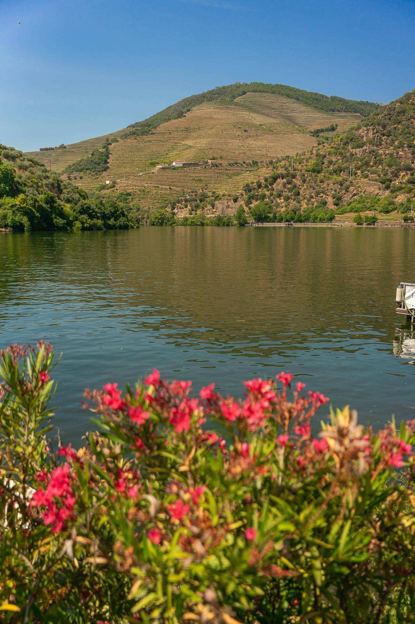 Pink oleander in flower in the foreground with the still green water of the Douro behind and a vine-terraced hill rising on the far bank.