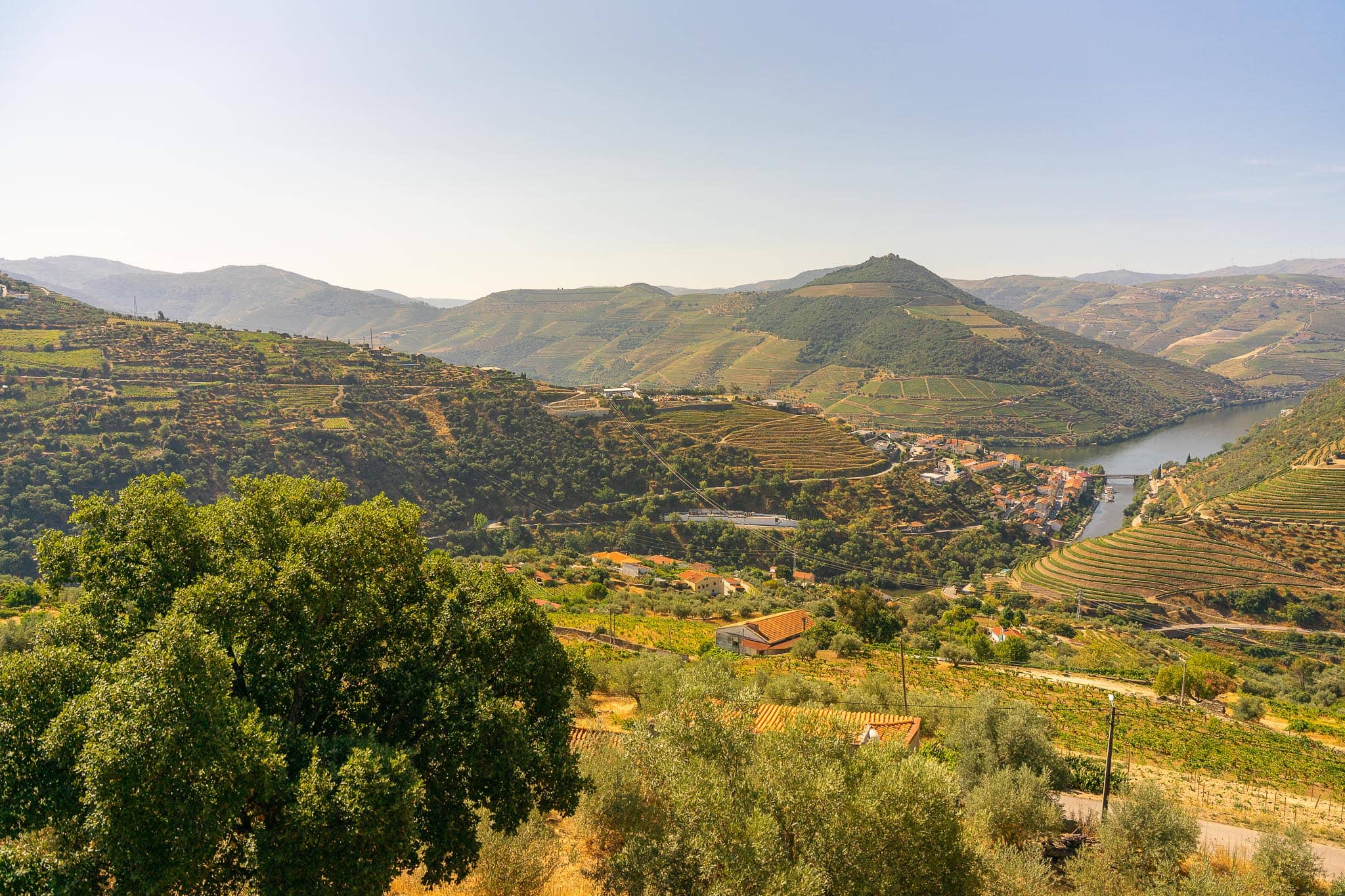 Terraced vineyards stepping down dry hillsides towards a bend of the Douro river, with olive trees in the foreground and hills fading behind.