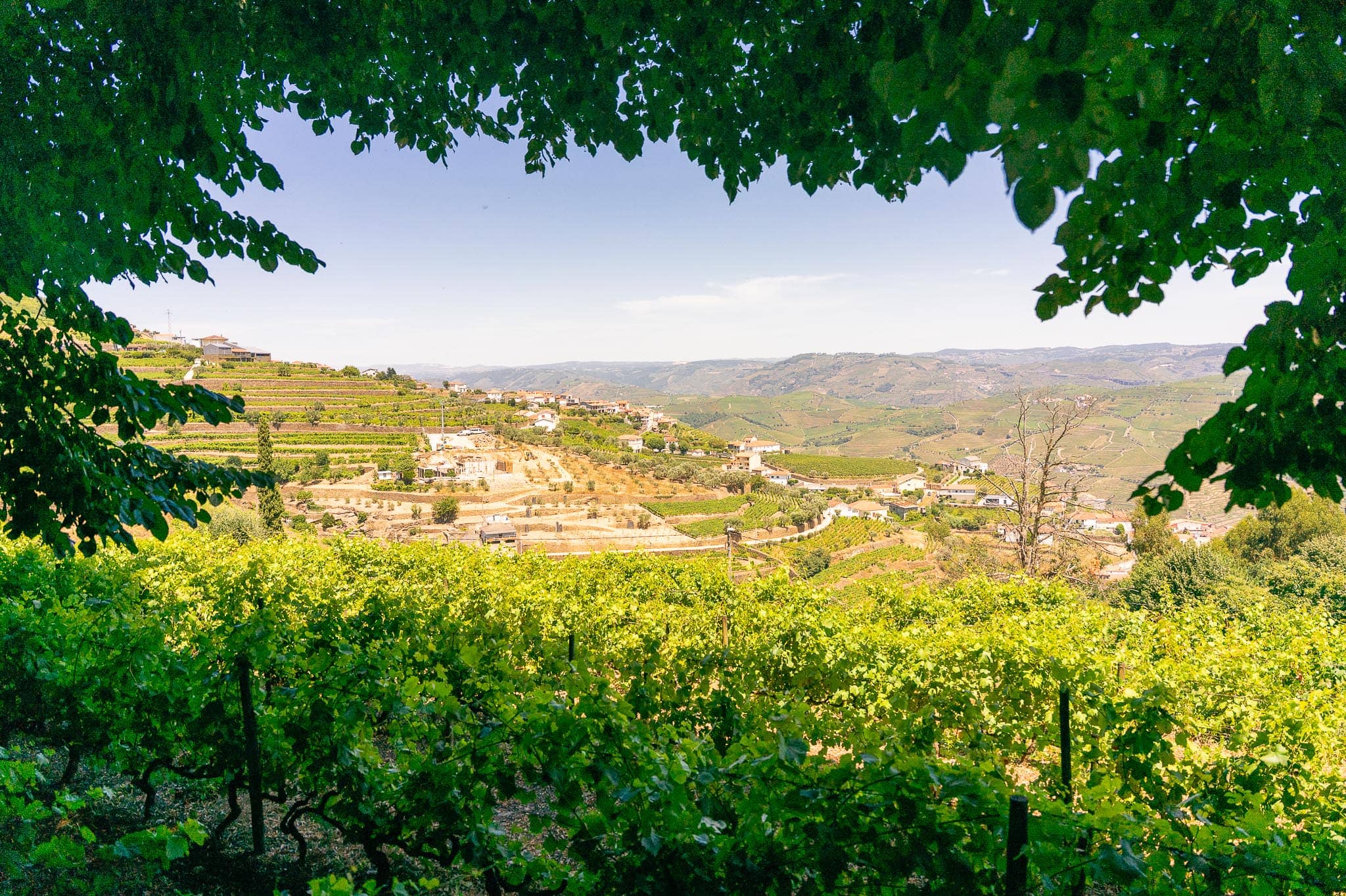 A vineyard on a slope seen through an opening in overhanging green leaves, with terraced hills and a white quinta across the valley.