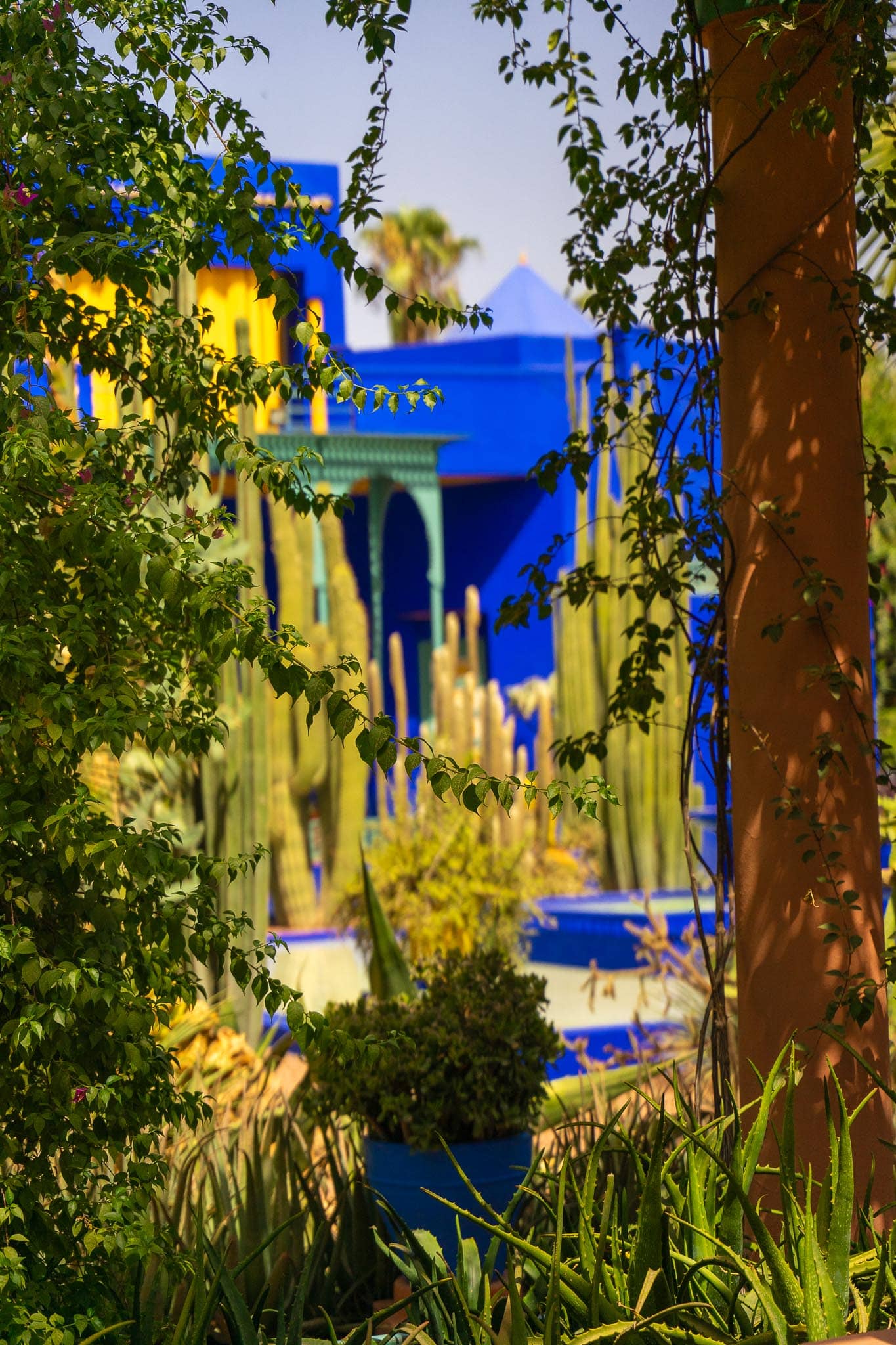Cobalt-blue painted walls and a fretwork pavilion at the Jardin Majorelle in Marrakech, surrounded by tall cacti, palms and yellow-painted planters.